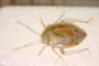 Psallus balcanicus Josifov, 1969 [paratype]