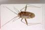 Phytocoris thrax Josifov, 1969 [holotype]