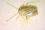 Orthotylus bureschi Josifov, 1969 [paratype]