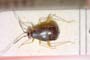 Mecomma ambulans montanus Josifov, 1969 [paratype]