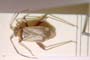 Adelphocoris josifovi Wagner, 1968 [paratype]