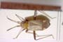 Adelphocoris josifovi Wagner, 1968 [paratype]
