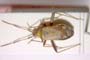 Adelphocoris josifovi Wagner, 1968 [paratype]