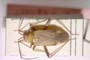 Adelphocoris josifovi Wagner, 1968 [paratype]