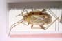 Adelphocoris josifovi Wagner, 1968 [paratype]