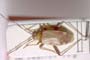 Adelphocoris josifovi Wagner, 1968 [paratype]