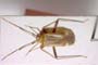 Adelphocoris josifovi Wagner, 1968 [paratype]