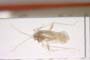 Ferganocoris kerzhneri Josifov, 1968 [paratype]