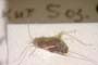 Ferganocoris kerzhneri Josifov, 1968 [paratype]
