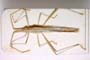 Chorosoma gracile Josifov, 1968 [holotype]