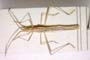Chorosoma gracile Josifov, 1968 [paratype]