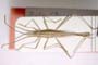 Chorosoma gracile Josifov, 1968 [paratype]