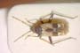 Macrotylus galatinus Seidenstücker, 1968 [paratype]
