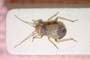 Dimorphocoris cilix Seidenstücker, 1962 [paratype]