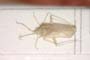 Asciodema adenocarpi Wagner, 1973 [paratype]