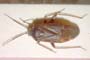 Psallus betulei montanus Josifov, 1973 [holotype]
