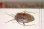 Psallus betulei montanus Josifov, 1973 [paratype]