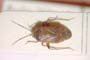 Psallus betulei montanus Josifov, 1973 [paratype]