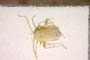 Orthotylus josifovi Wagner, 1959 [paratype]