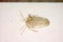 Orthotylus josifovi Wagner, 1959 [paratype]