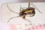 Alloeonotus obtusus Wagner, 1968 [paratype]