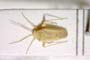 Tinicephalus croceus Wagner, 1969 [paratype]
