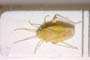 Tinicephalus croceus Wagner, 1969 [paratype]