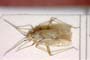 Macrotylus dentifer Wagner, 1969 [paratype]