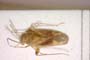 Psallus varians tunetanus Wagner, 1962 [paratype]