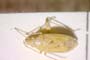 Amblytylus macedonicus Wagner, 1956 [paratype]