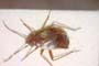 Cremnorrhinus basalis minor Wagner, 1961 [paratype]