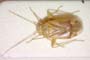 Dichrooscytus nanae Wagner, 1957 [paratype]