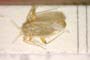 Orthotylus adenocarpi purgantis Wagner, 1957 [paratype]
