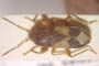 Megalonotus sophenus Seidenstücker, 1973 [paratype]