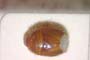 Aethus balcanicus Josifov, 1986 [paratype]