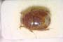 Aethus balcanicus Josifov, 1986 [paratype]