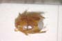 Aethus balcanicus Josifov, 1986 [paratype]