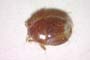 Aethus balcanicus Josifov, 1986 [paratype]