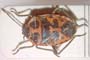 Eurydema eckerleini Josifov, 1961 [paratype]