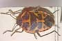 Eurydema eckerleini Josifov, 1961 [paratype]