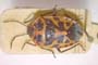 Eurydema eckerleini Josifov, 1961 [paratype]