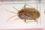 Psallus pseudoquercus Josifov, 1974 [paratype]