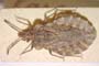 Aradus bureschi Josifov, 1958 [holotype]