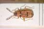 Horvathiolus kiritshenkoi Josifov, 1965 [paratype]