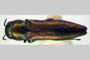 Agrilus cteniasiformis Curletti & Sakalian, 2009 [holotype]