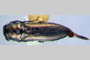 Agrilus gueorguievi Curletti & Sakalian, 2009 [holotype]