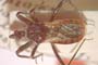 Rhynocoris kiritshenkoi Popov, 1965 [paratype]