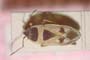 Rhyparochromus creticus Josifov, 1963 [paratype]