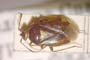 Deraeocoris ventralis megophthalmus Josifov & Kerzhner, 1972 [paratype]