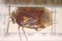 Deraeocoris ventralis megophthalmus Josifov & Kerzhner, 1972 [paratype]